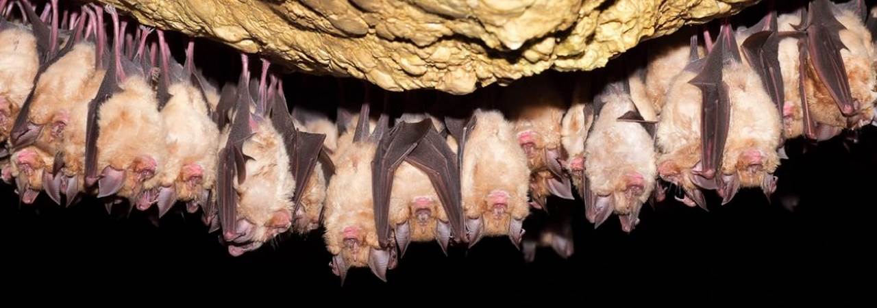 Cave of Bats