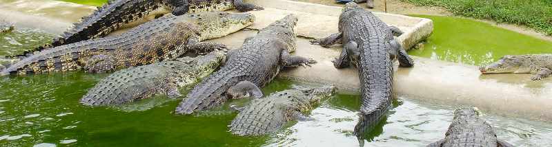 Crocodile Adventureland