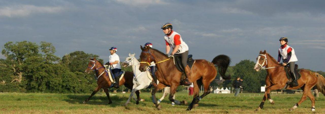 Island Horses